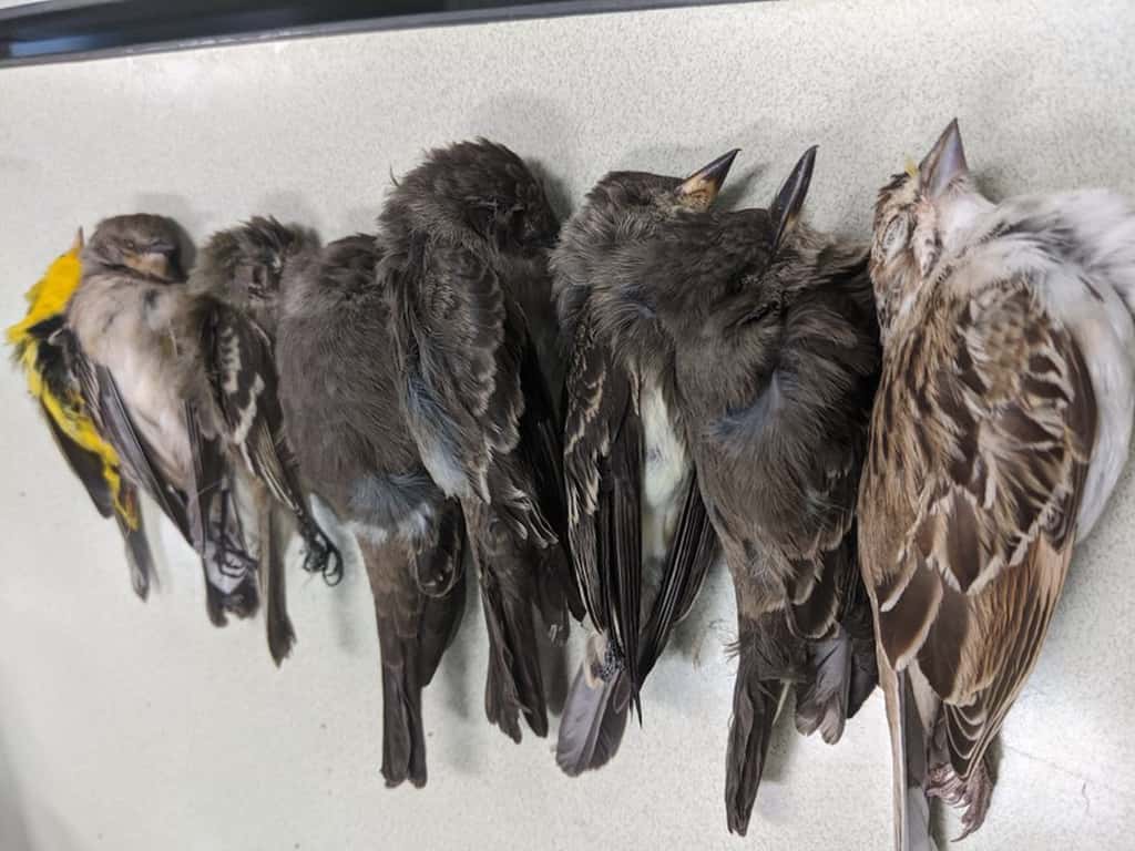 Oiseaux Futura Planète